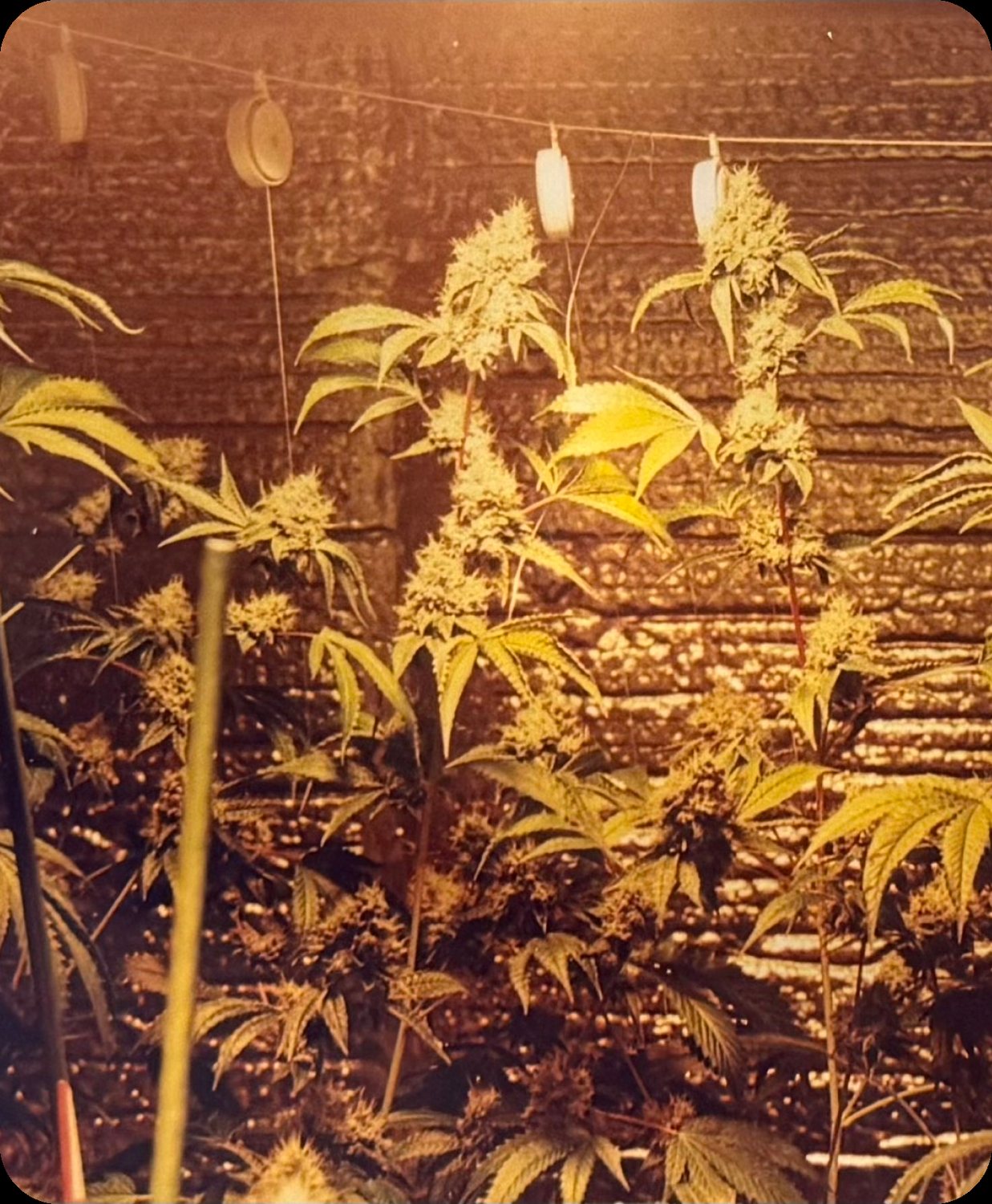 1999 Tujunga