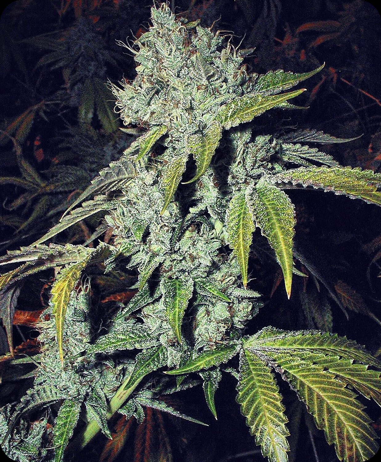 2001 The Original OG Kush