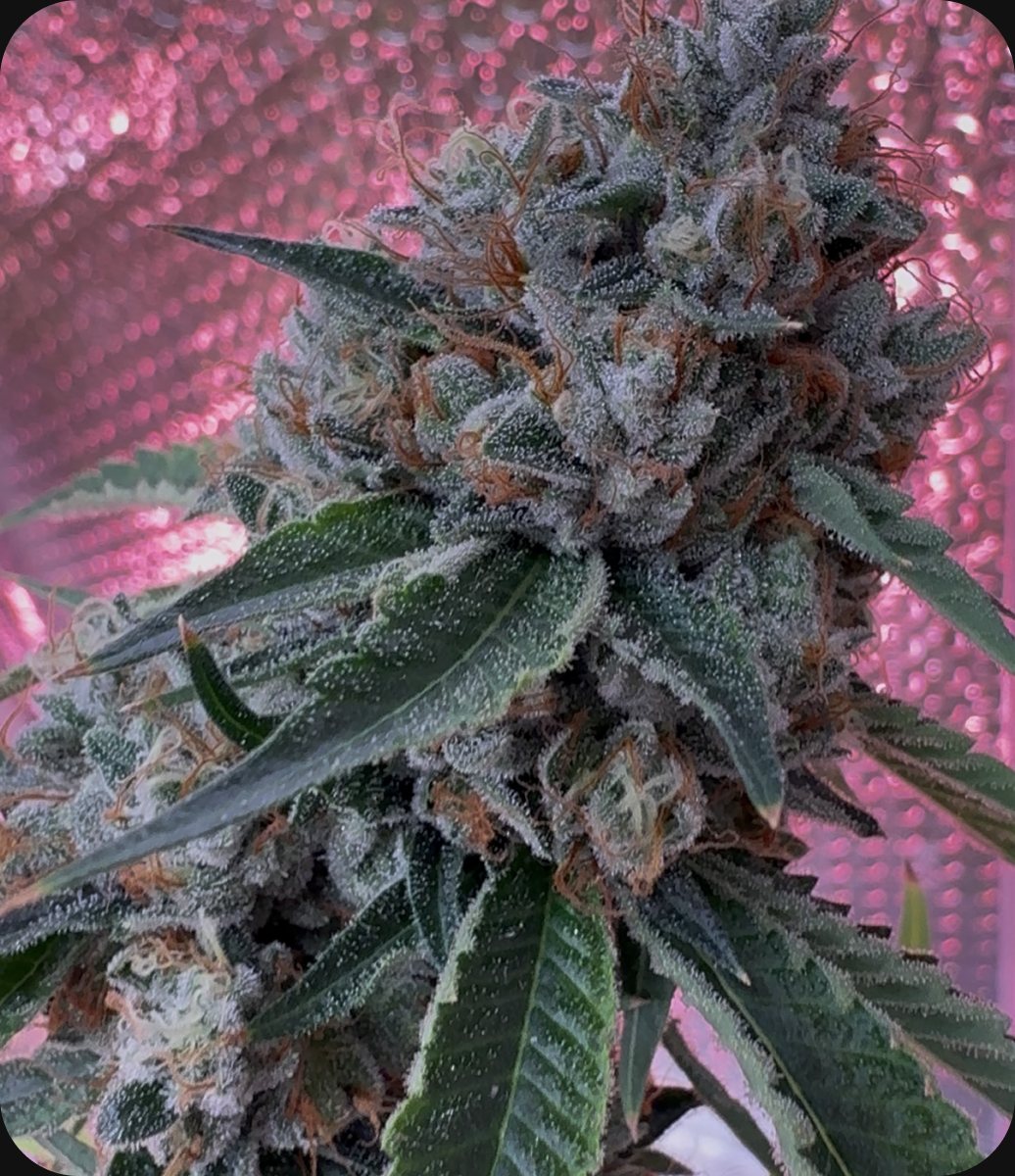 Bonded by Bud - flower