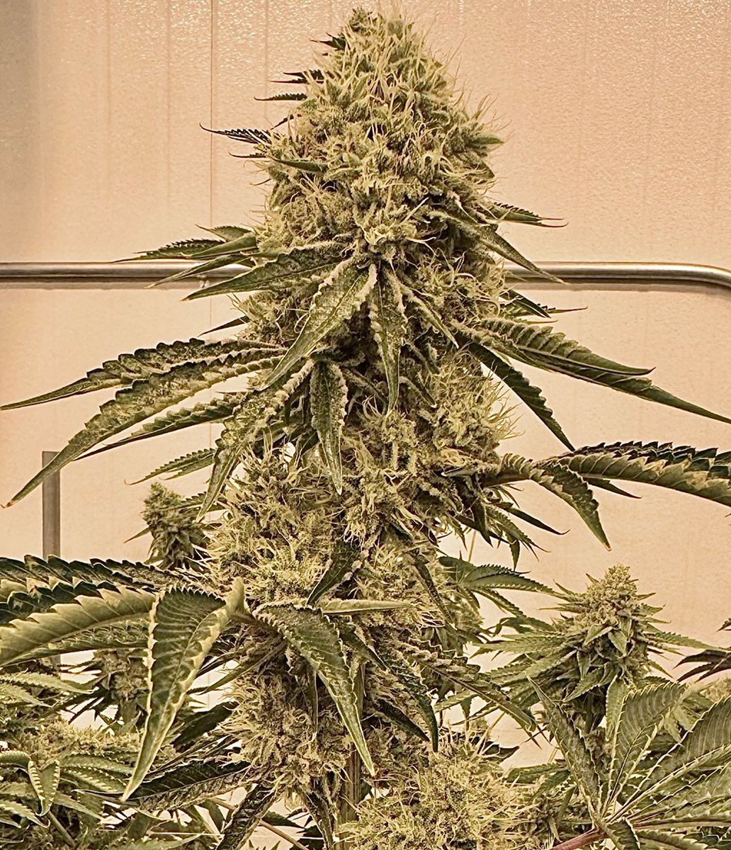 Bonded by Bud - flower