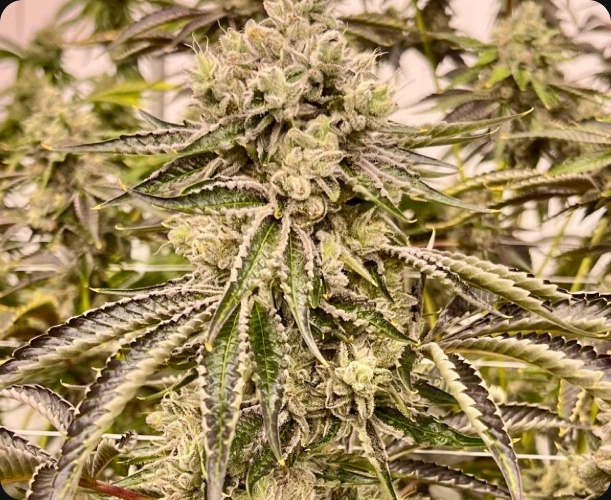 Bonded by Bud - flower