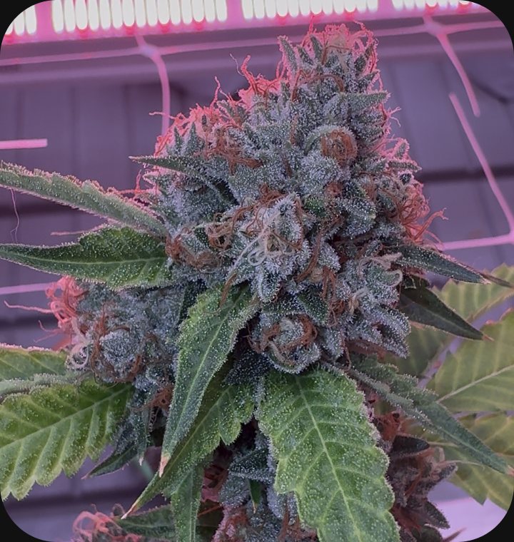 Bonded by Bud - flower