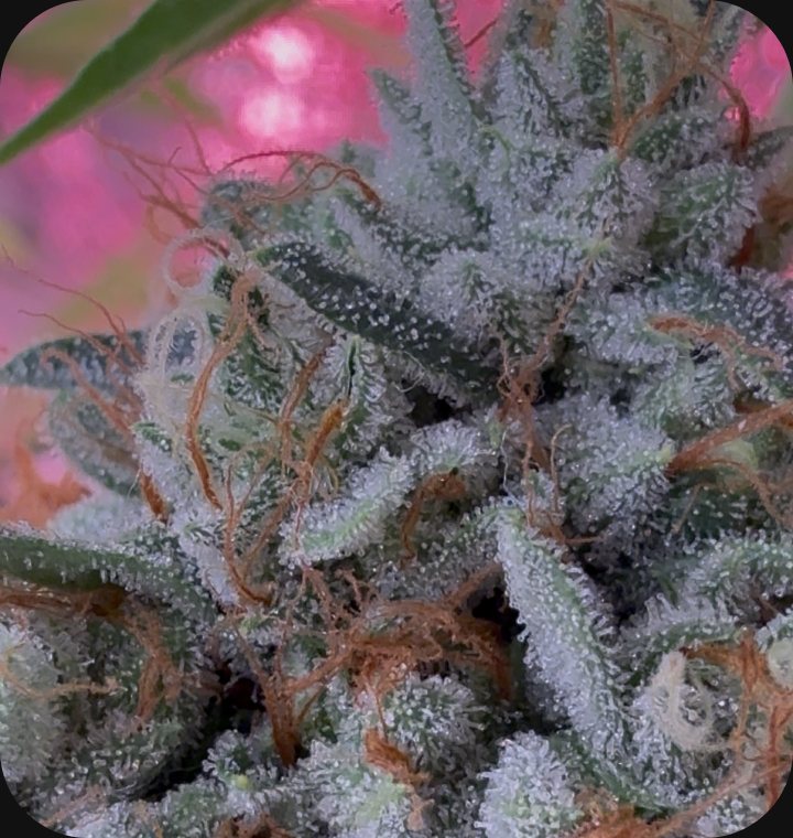 Bonded by Bud - flower