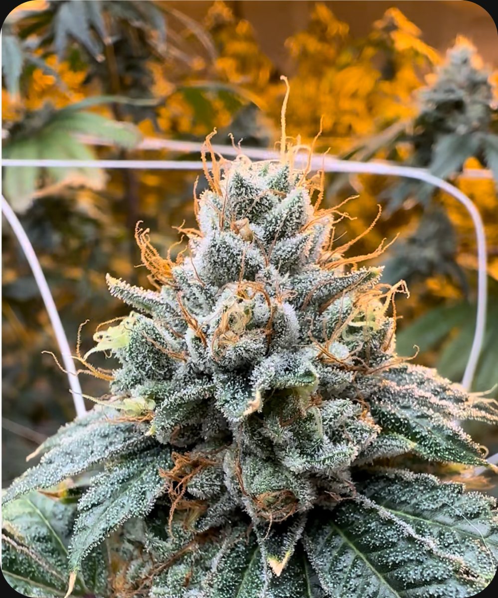 Kali Sour Kiss - flower