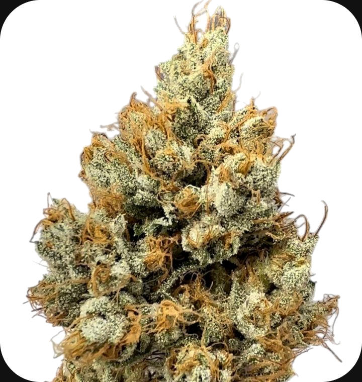 The OG Kiss - flower