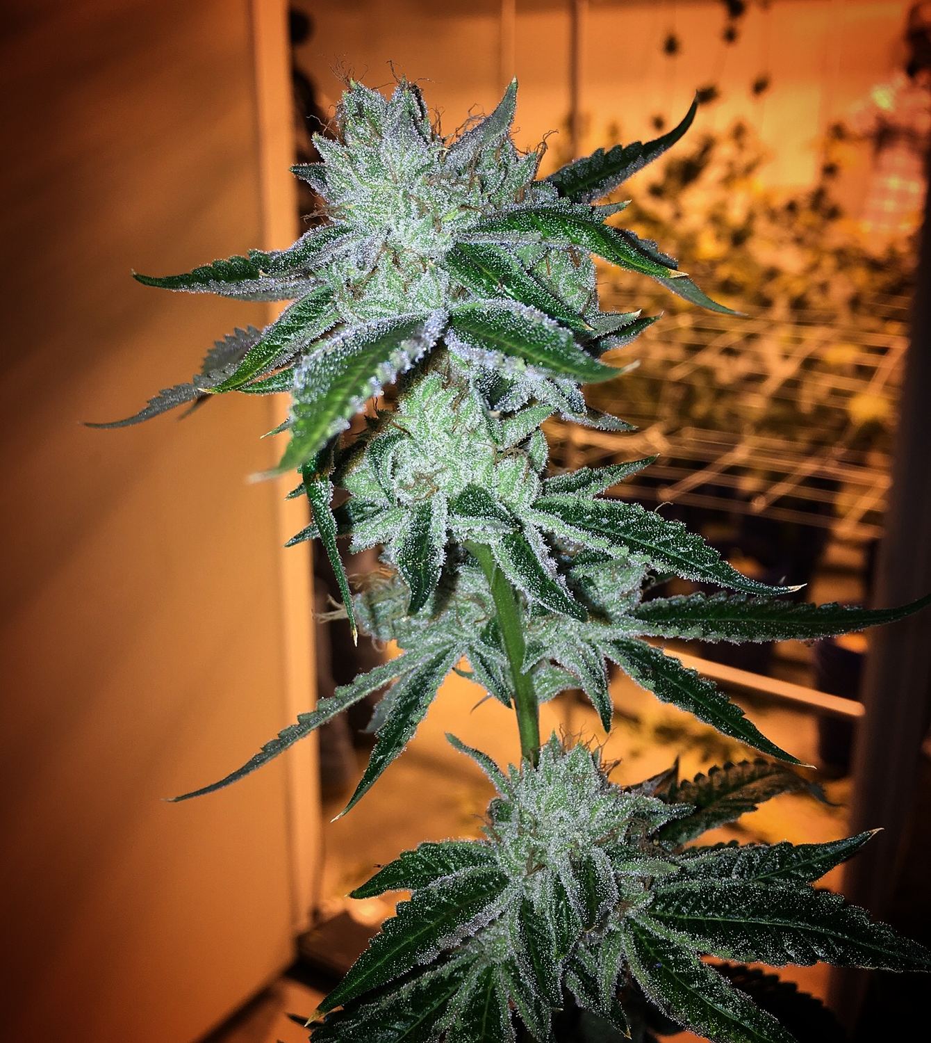 OG Kush archive photo H-04, awaiting Josh's annotation