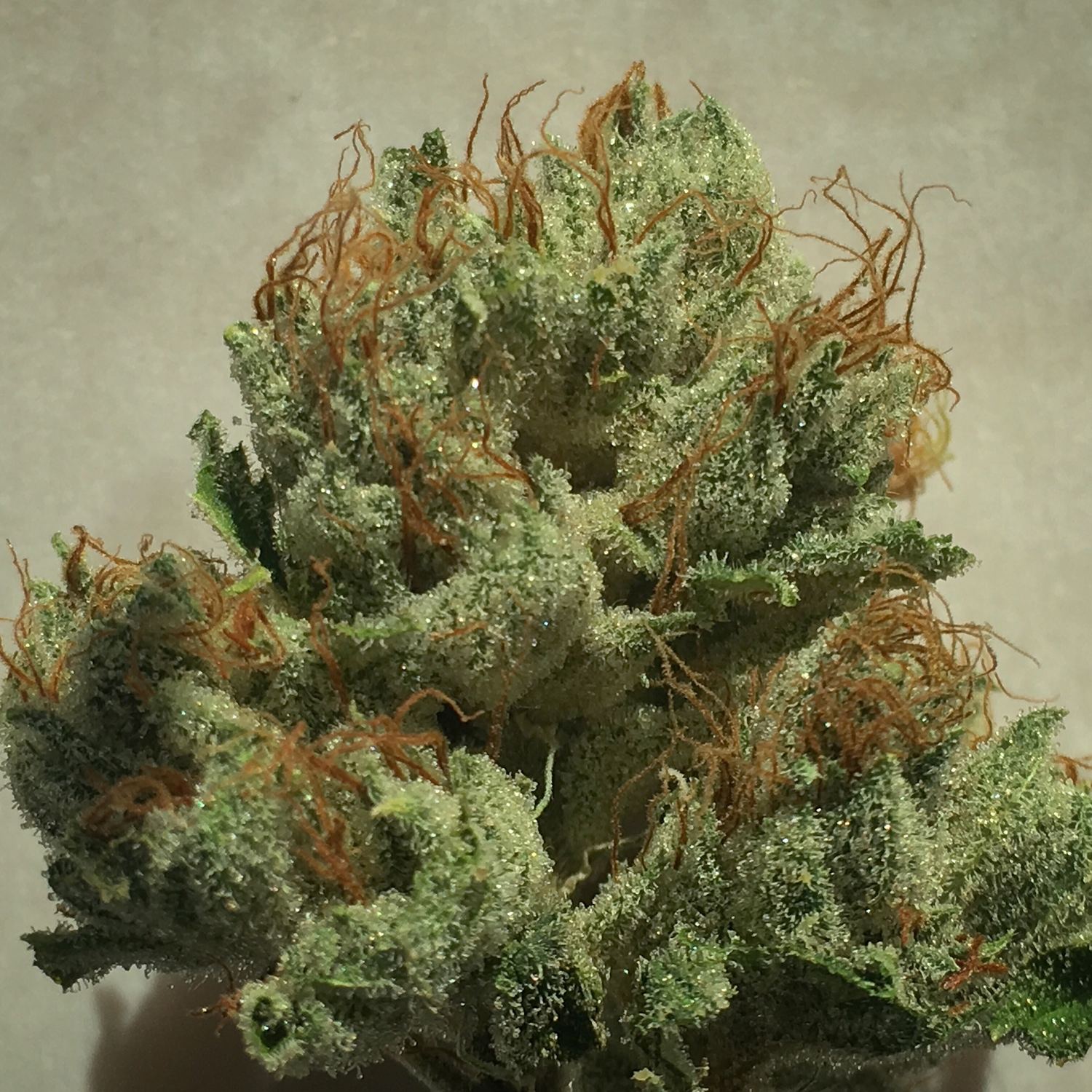 OG Kush archive photo H-06, awaiting Josh's annotation