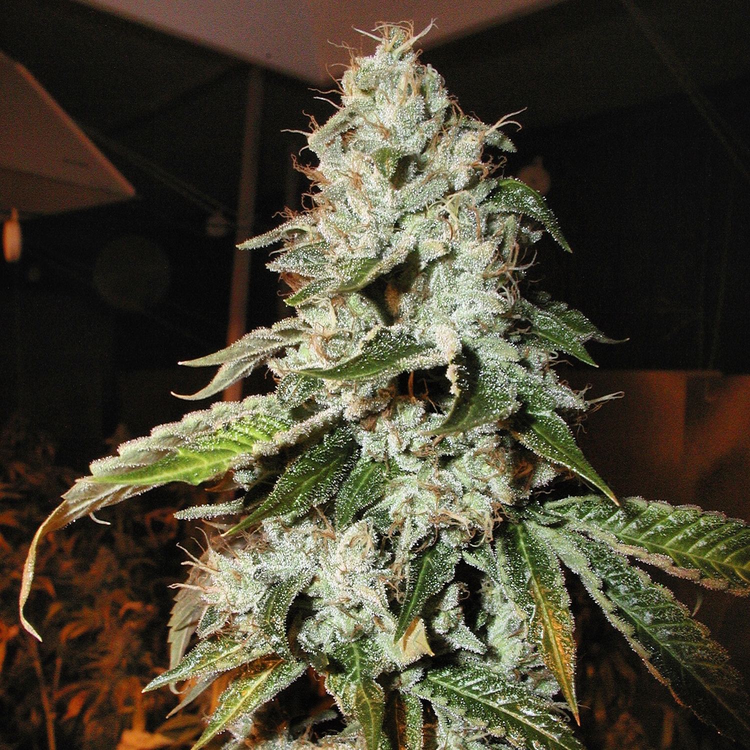 OG Kush archive photo H-11, awaiting Josh's annotation