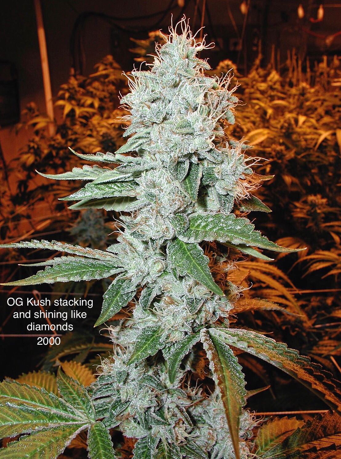 OG Kush archive photo H-21, awaiting Josh's annotation