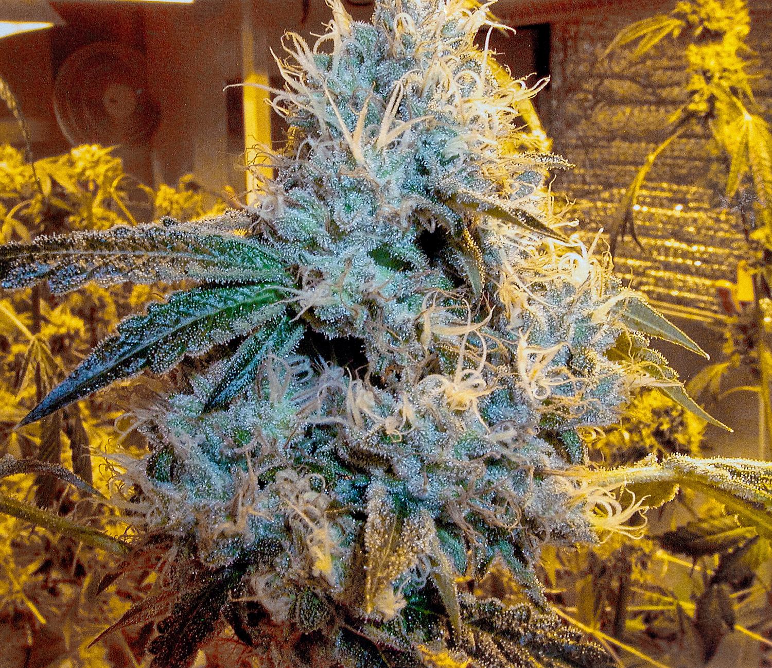 OG Kush archive photo H-22, awaiting Josh's annotation