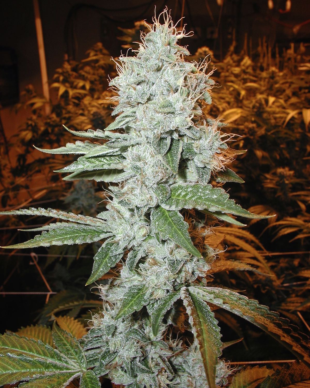 OG Kush archive photo H-28, awaiting Josh's annotation