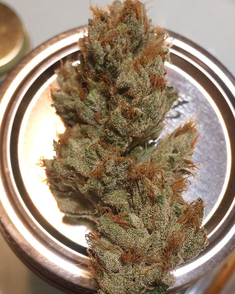OG Kush archive photo H-29, awaiting Josh's annotation