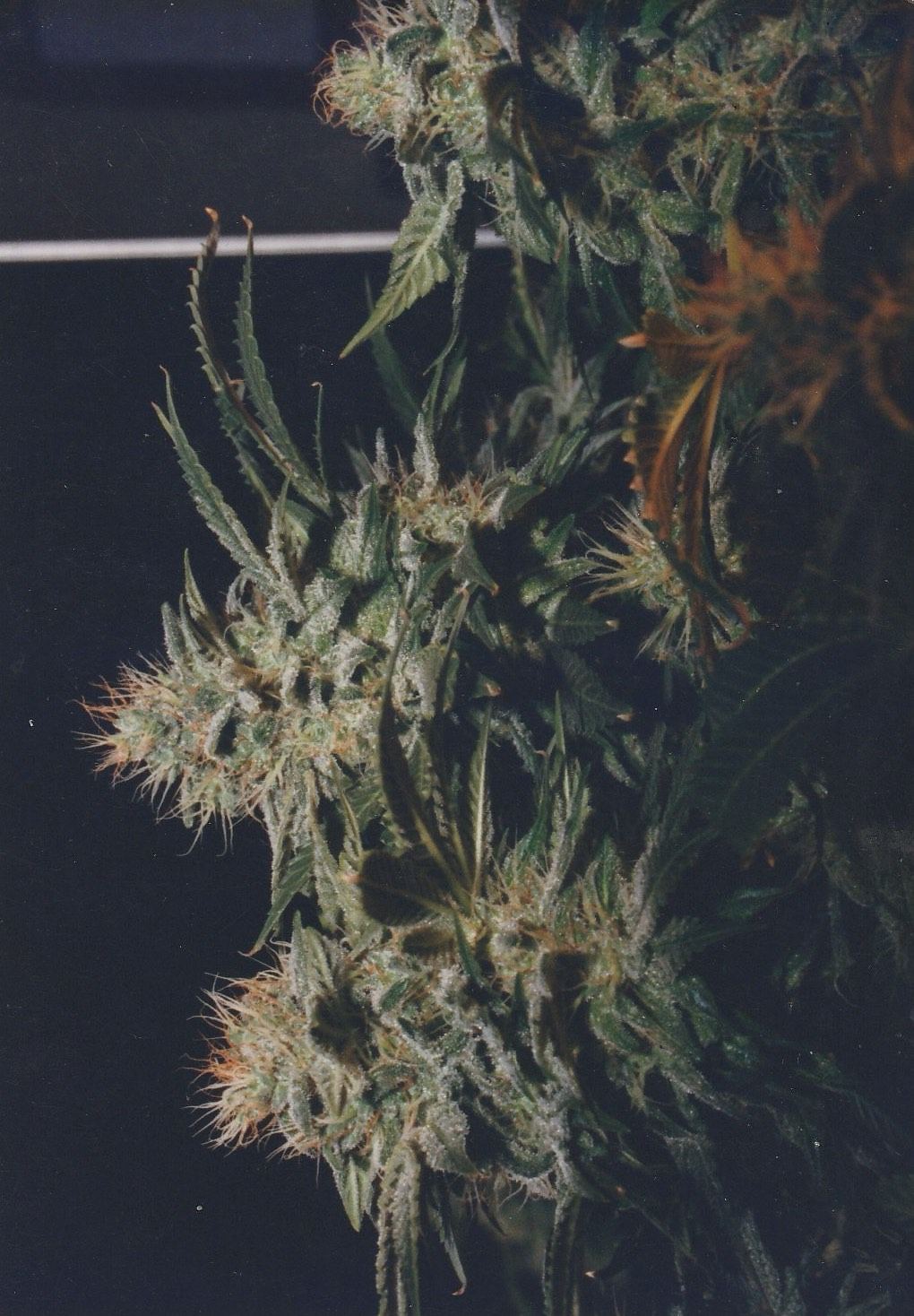 OG Kush archive photo P-007, awaiting Josh's annotation