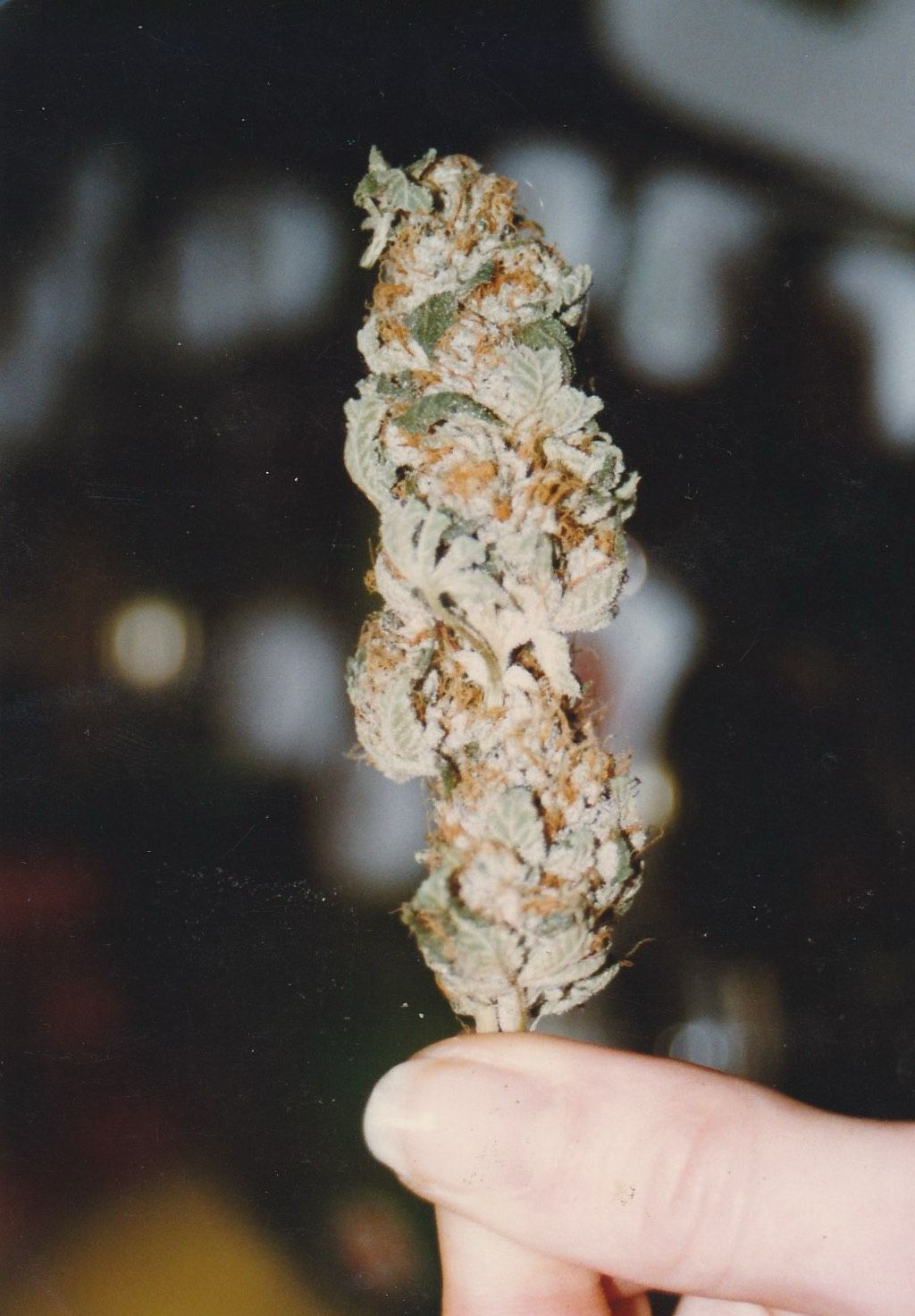 OG Kush archive photo P-020, awaiting Josh's annotation