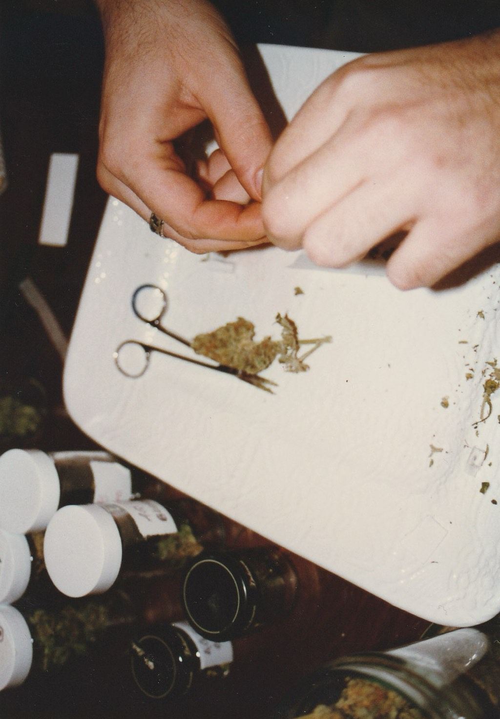 OG Kush archive photo P-086, awaiting Josh's annotation