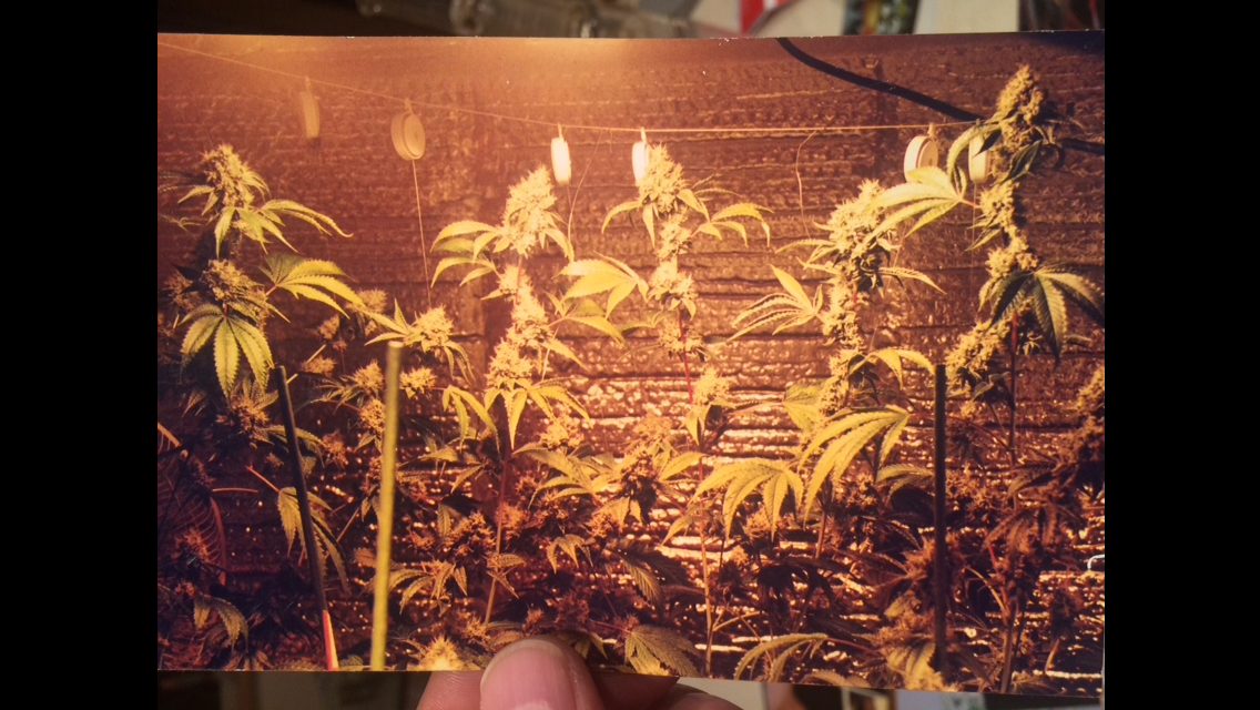 Early instant-film photograph of an OG Kush grow